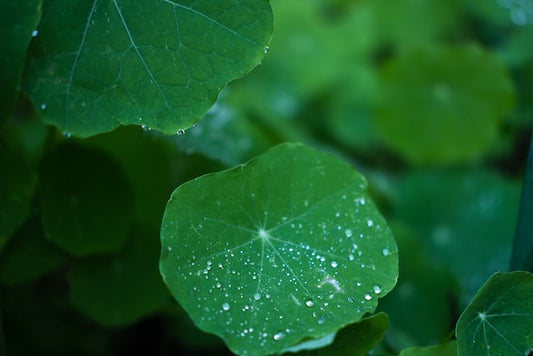 The Gotu Kola Use