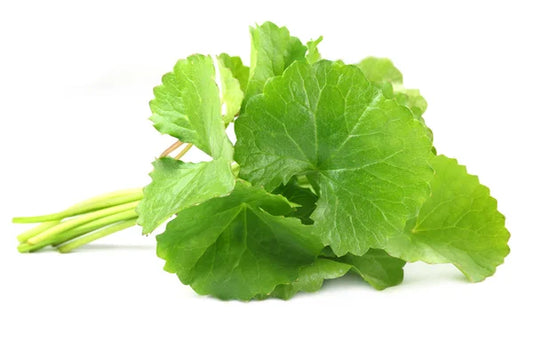 Enhancing Memory with Gotu Kola – What Science Says