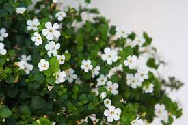 Gotu Kola vs Bacopa: Comparing the Benefits of Two Popular Herbs