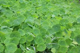 The Many Wonders of Gotu Kola Leaf