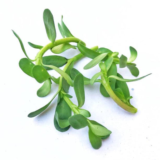 Exploring the Power of Gotu Kola and Brahmi in Boosting Cognitive Function