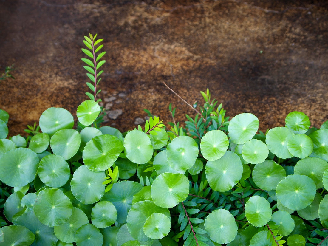 What Is Gotu Kola Leaf?