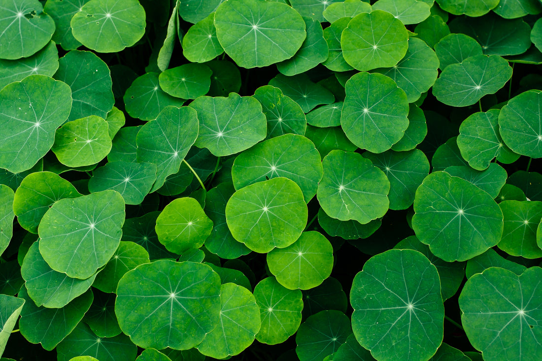 Gotu Kola Seeds