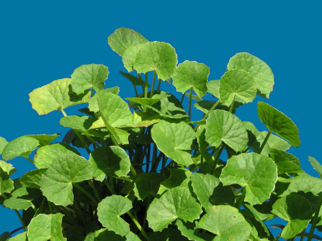 Gotu Kola Look-Alikes: Identifying and Differentiating Them from the Real Thing