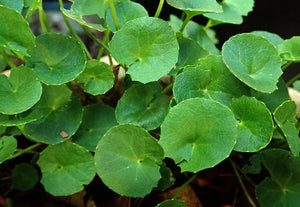 What To Know About Gotu Kola Supplements