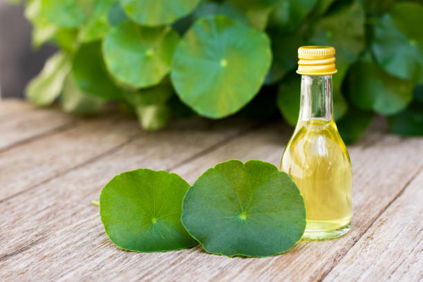 Uncovering the Science of Gotu Kola Oil: A Comprehensive Guide