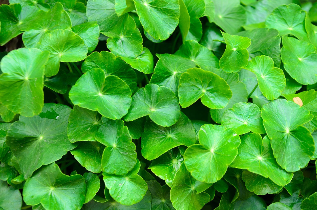 What is Gotu Kola For?