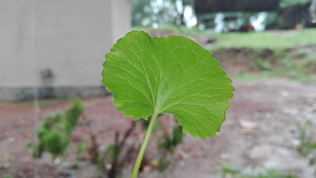 What Are The Gotu Kola Properties